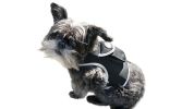 Durable Cat Dog GPS Tracker Waterproof GSM Pet Tracking System w/ Apps Size:S