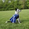 Blue Gingham Dog Dress with Matching Leash