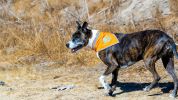 Hi Visibility Reflective Blaze Orange Bandana Pet Safety Accessories for Walking Camping and Off Leash Exploration