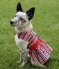 Patriotic Dog Dress with Matching Leash