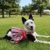 Patriotic Dog Dress with Matching Leash