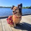 Tropical Sunset Dog Dress with Matching Leash