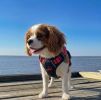 Venture Paw Pull Control Dog Harness - Black Cherry