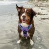 Venture Paw Pull Control Dog Harness - Mermaid Lilac