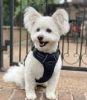 Venture Paw Pull Control Dog Harness - Midnight